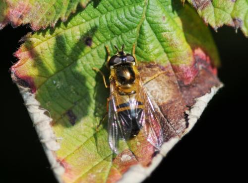 Réf. 252 312 : Epistrophe eligans